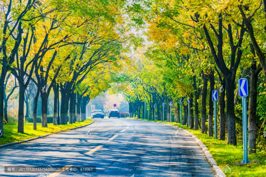 秋天的林荫公路