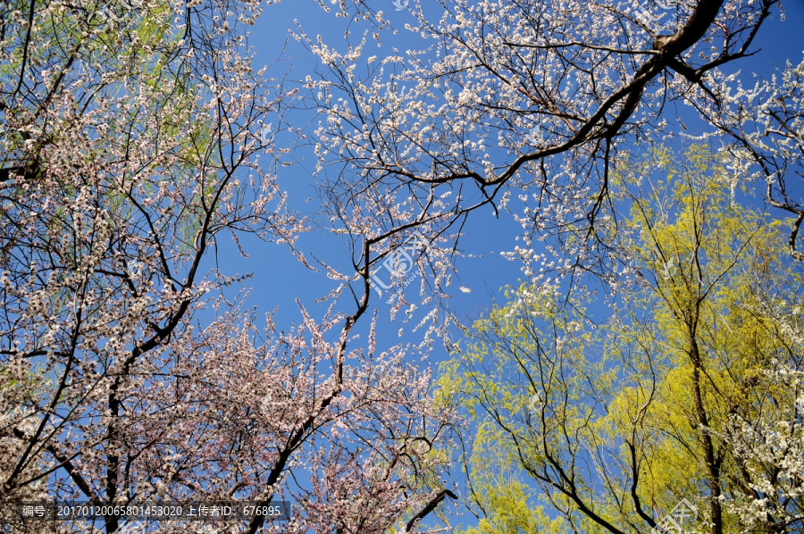 春天的桃花和柳树