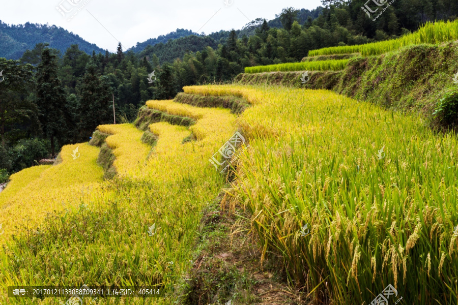 梯田,田园风光
