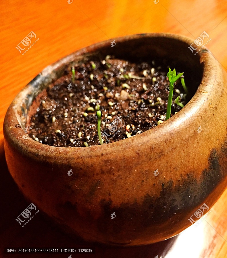 盆栽