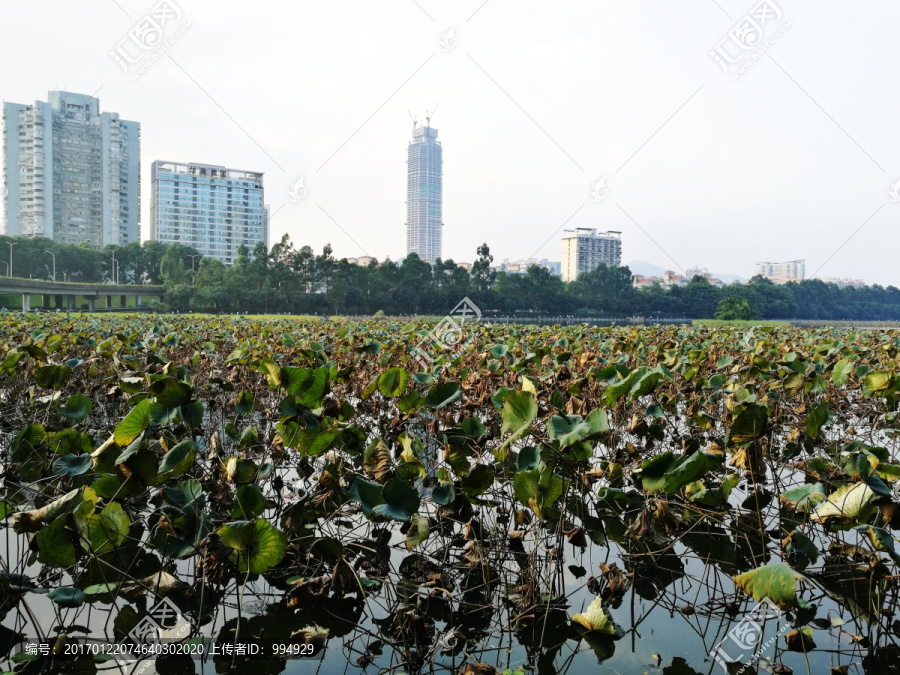 深圳洪湖公园