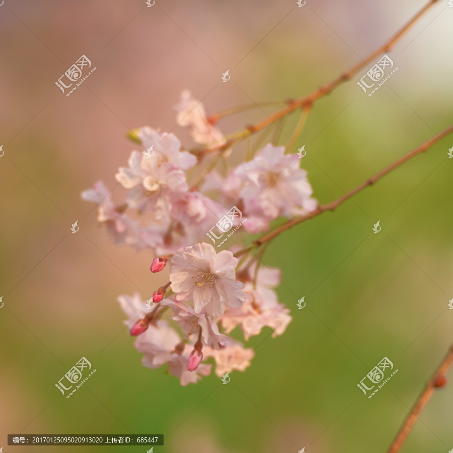 樱花