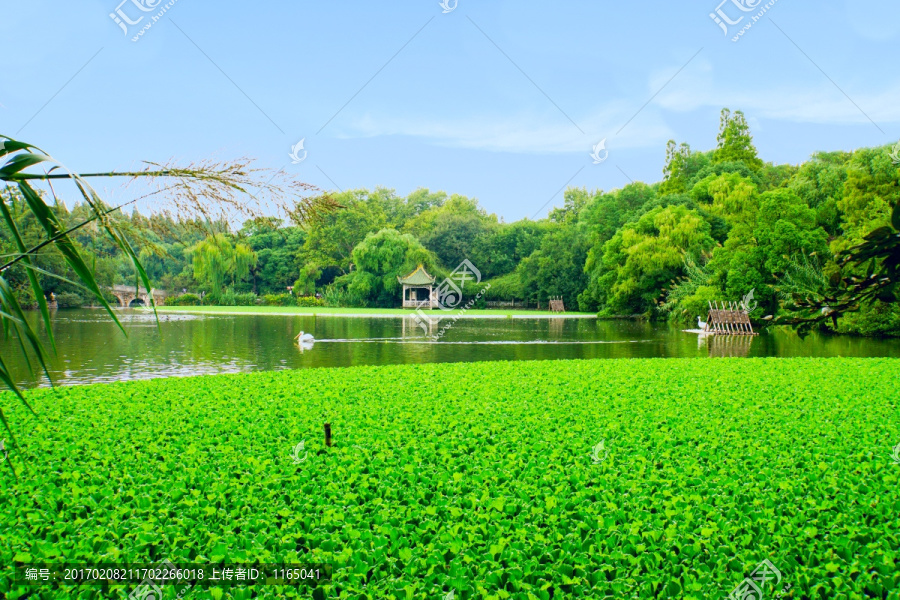 水草,沼泽湿地,春天