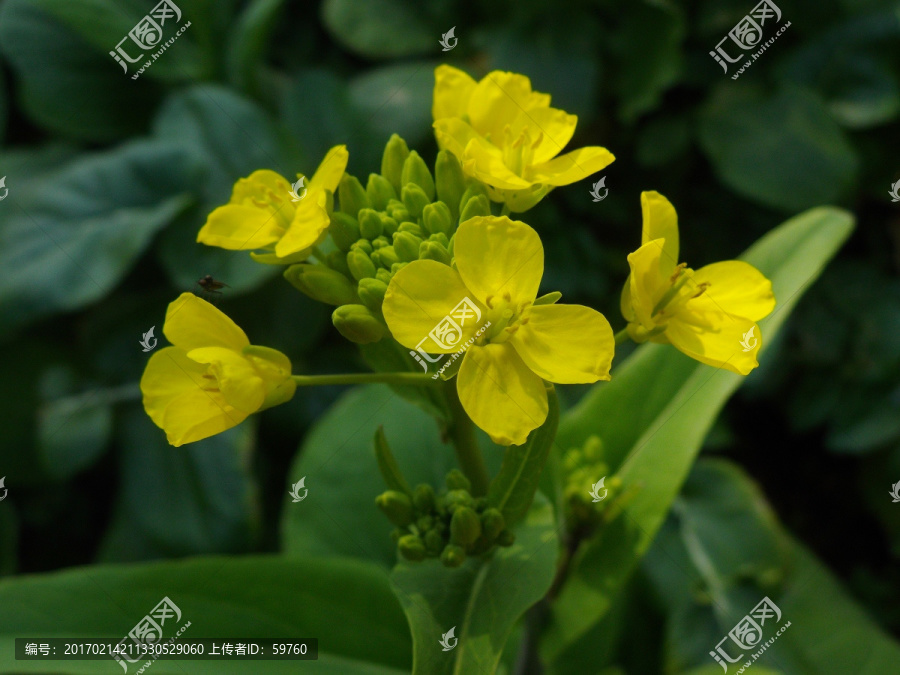 黄色菜花