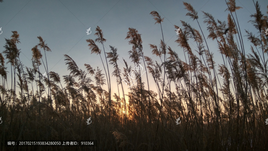 芦苇丛中的日出