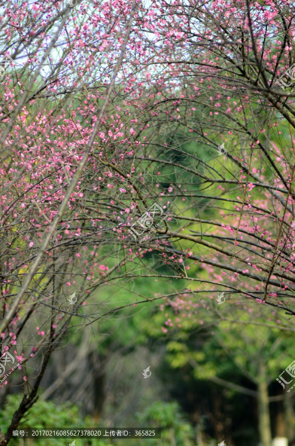 梅花