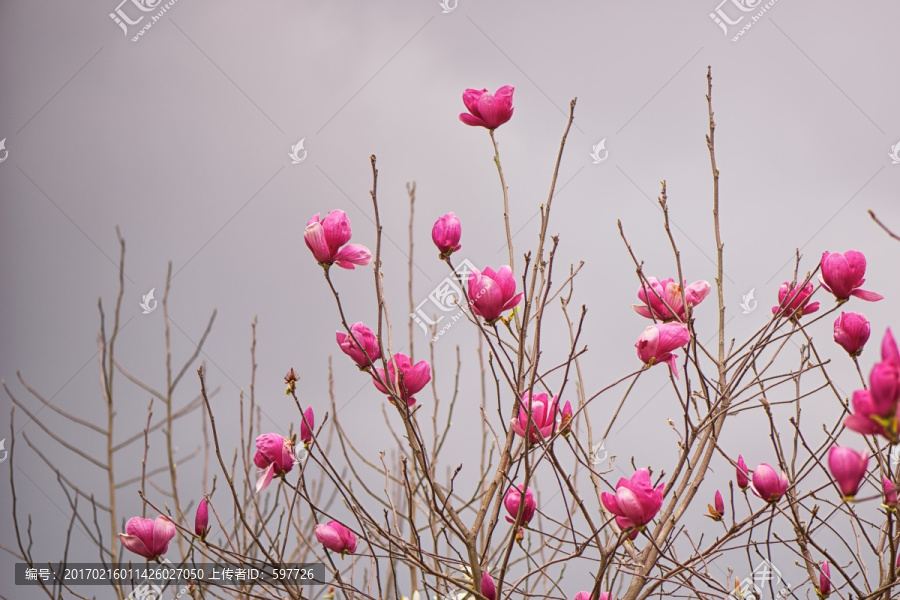 粉红色玉兰花