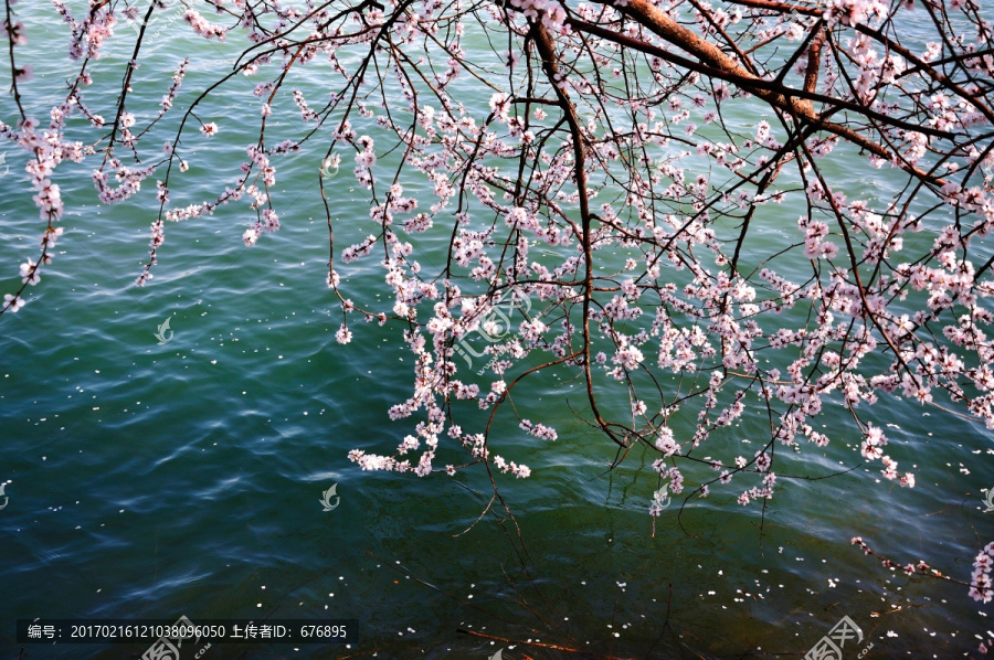 垂花盈湖桃色艳