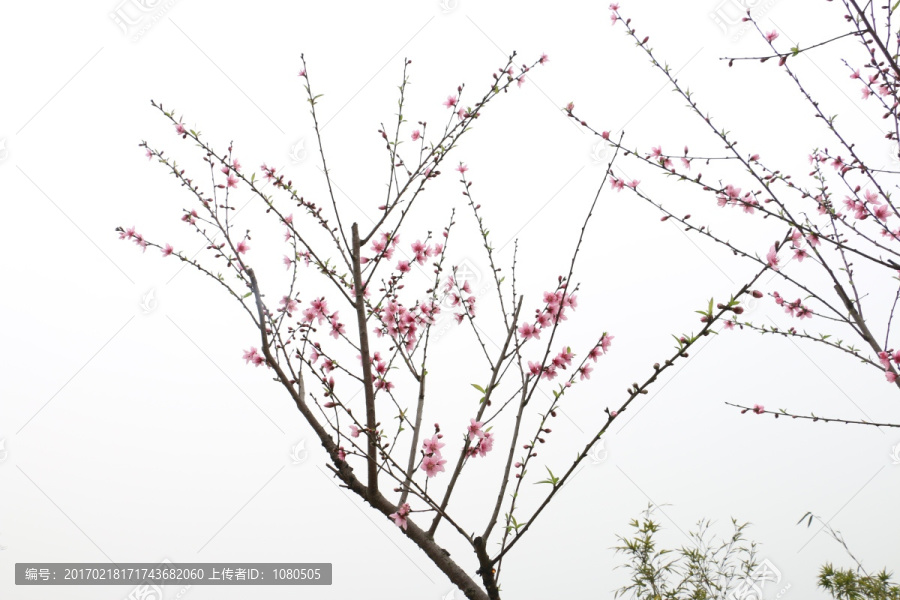 春暖花开桃花