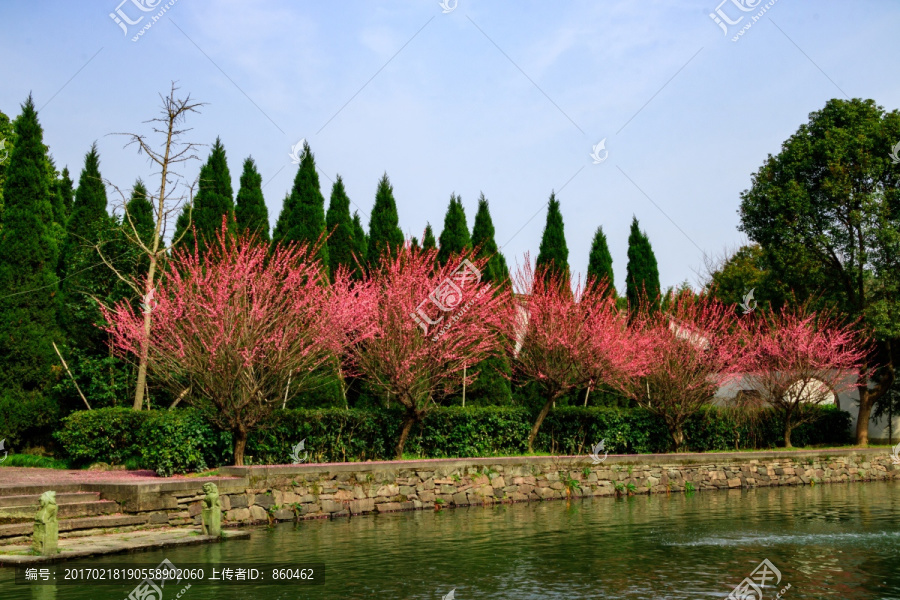 古代庭院,一排红梅花,白云庄