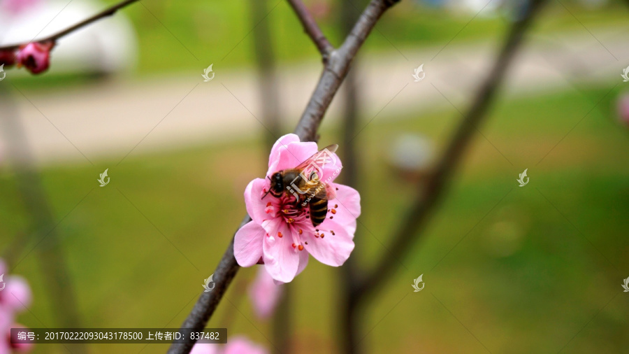 梅与蜂