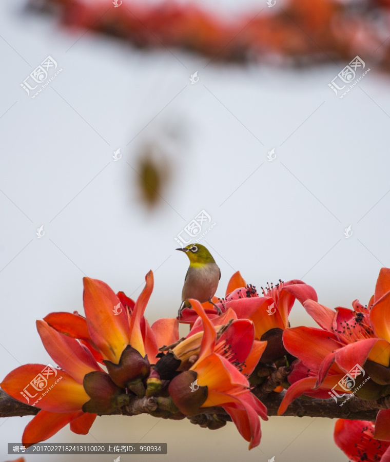 木棉花