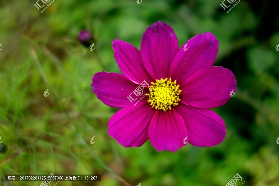 波斯菊,格桑花,紫红色花卉