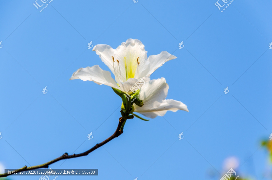 紫荆花