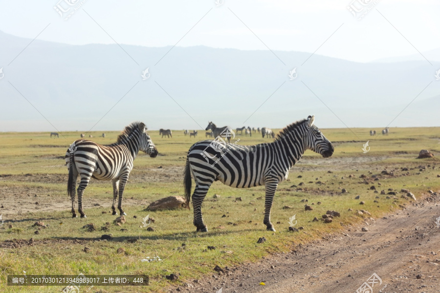 斑马,行走的斑马,非洲野生动物