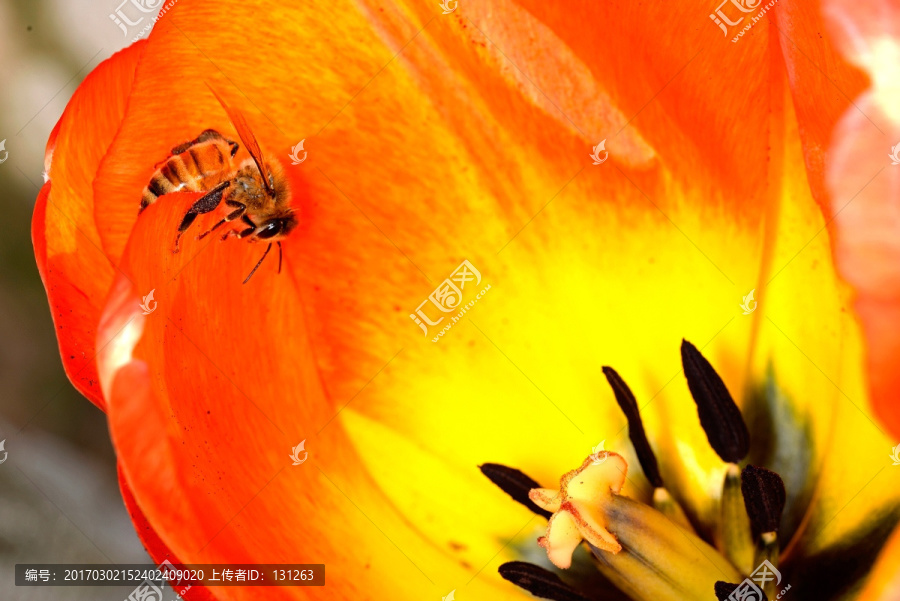 蜜蜂,橙红色郁金香
