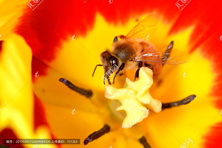 蜜蜂,东方蜜蜂,红色郁金香