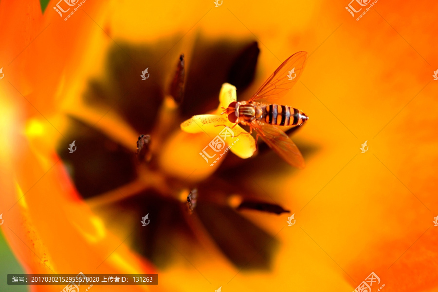 黑带食蚜蝇,橙色郁金香