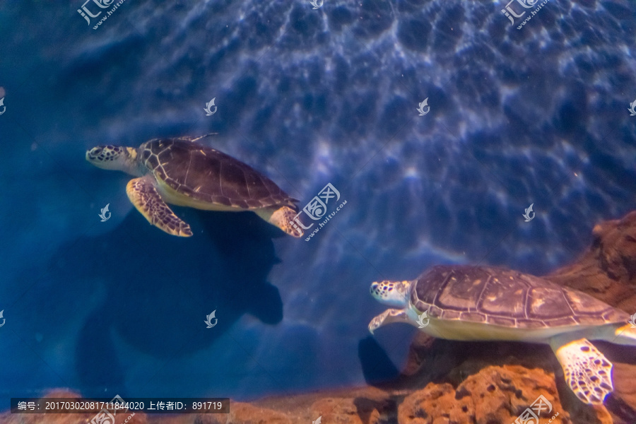 海底世界深海,鱼群水族,海龟