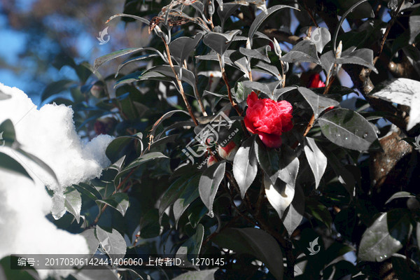 雪天的花朵