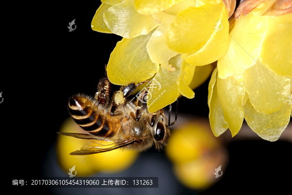 蜜蜂,腊梅花,微距特写