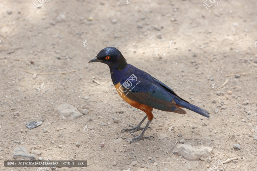 塞伦盖蒂国家公园,非洲的鸟
