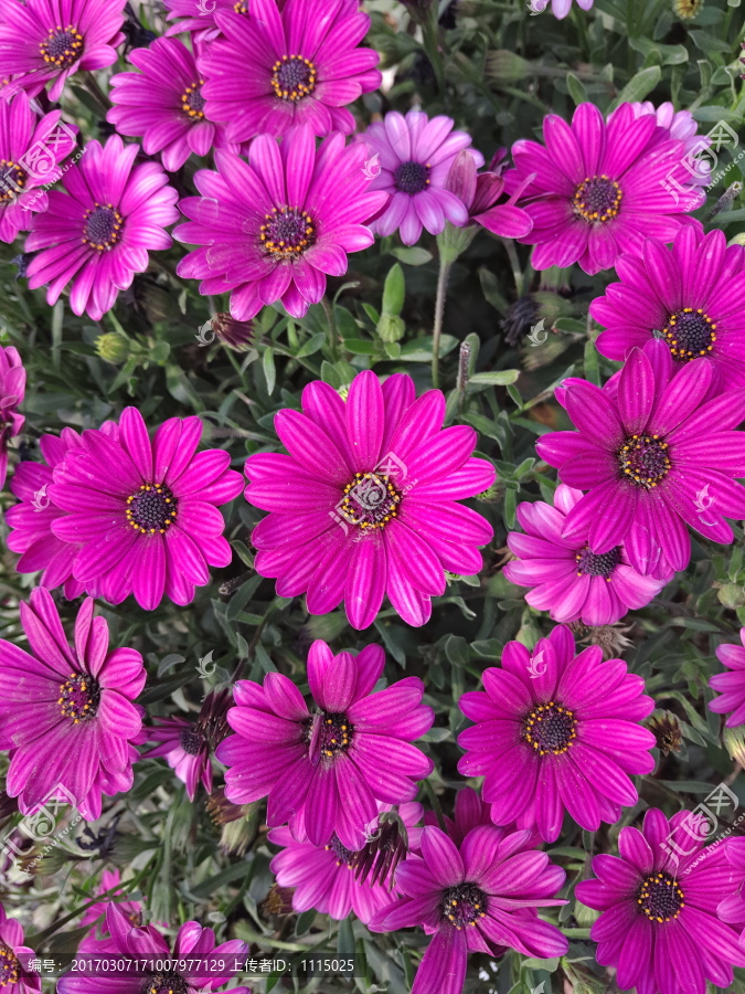 紫红色太阳花