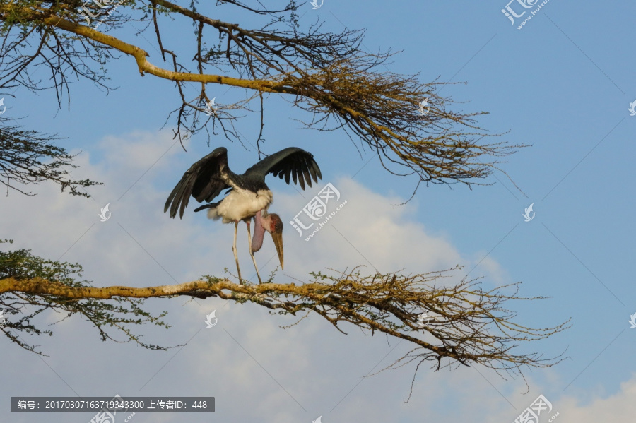塞伦盖蒂国家公园,树上的鸟