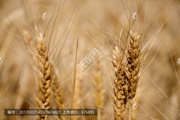 农田里待收获的小麦