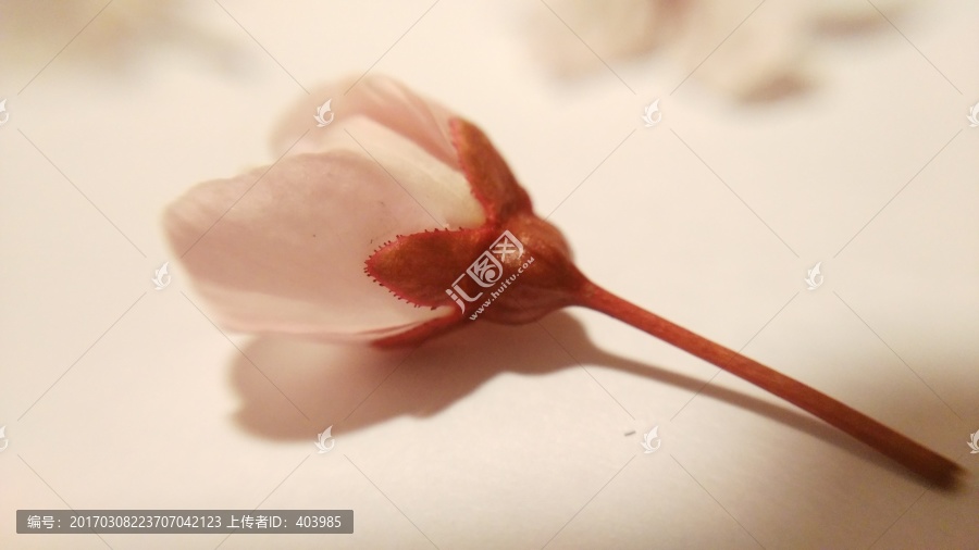 樱花花蕾