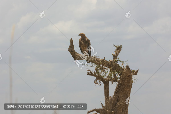 非洲野生动物,飞禽,猛禽