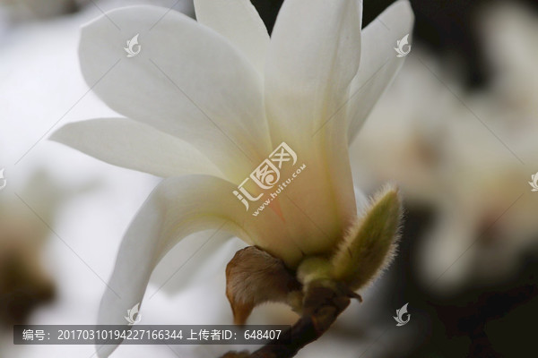 玉兰花,花蕾,玉兰,花朵,特写