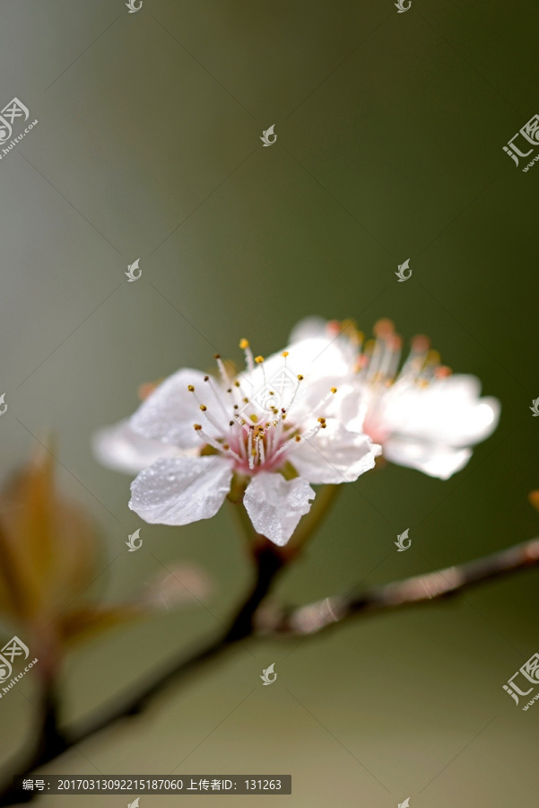 紫叶李,花蕊微距