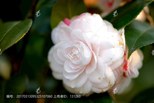 白色茶花,白十八学士