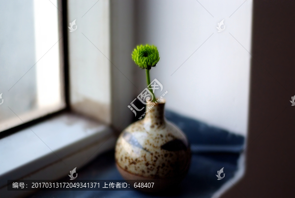 花瓶,静物,盆栽,绿植