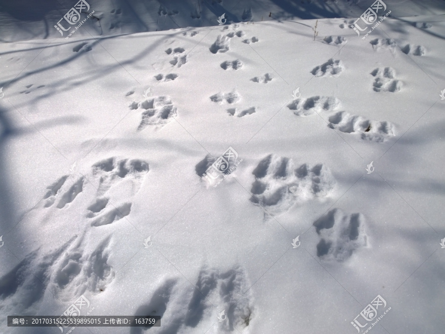 雪中兔印