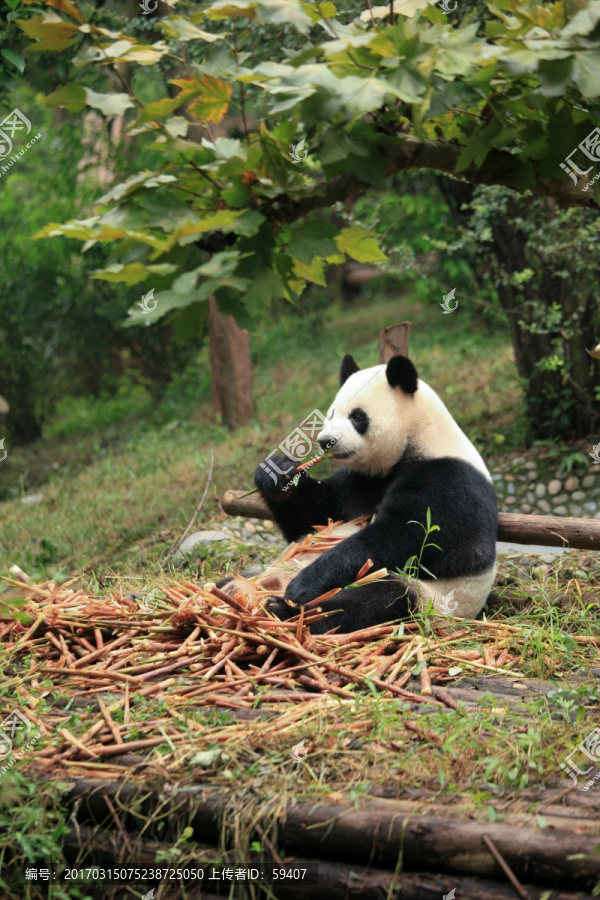 大熊猫,吃竹笋的熊猫