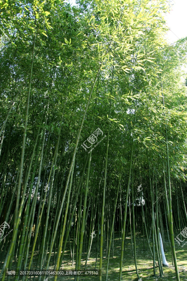 竹林,竹子,公园,植物