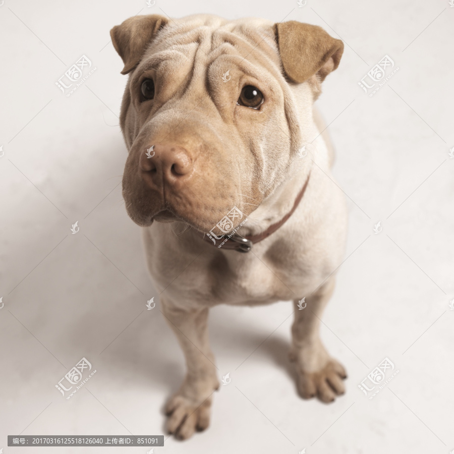 宠物狗狗