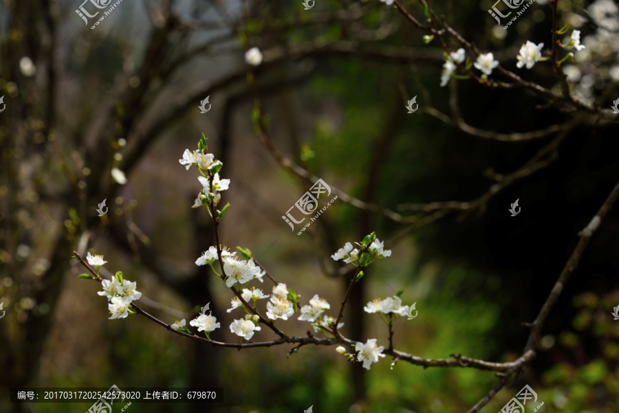 李子花