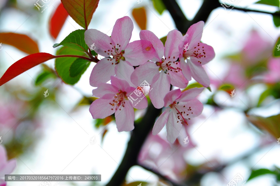 桃花