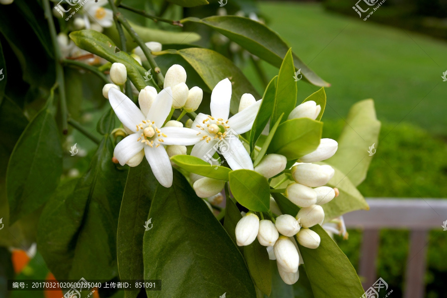 橘子花