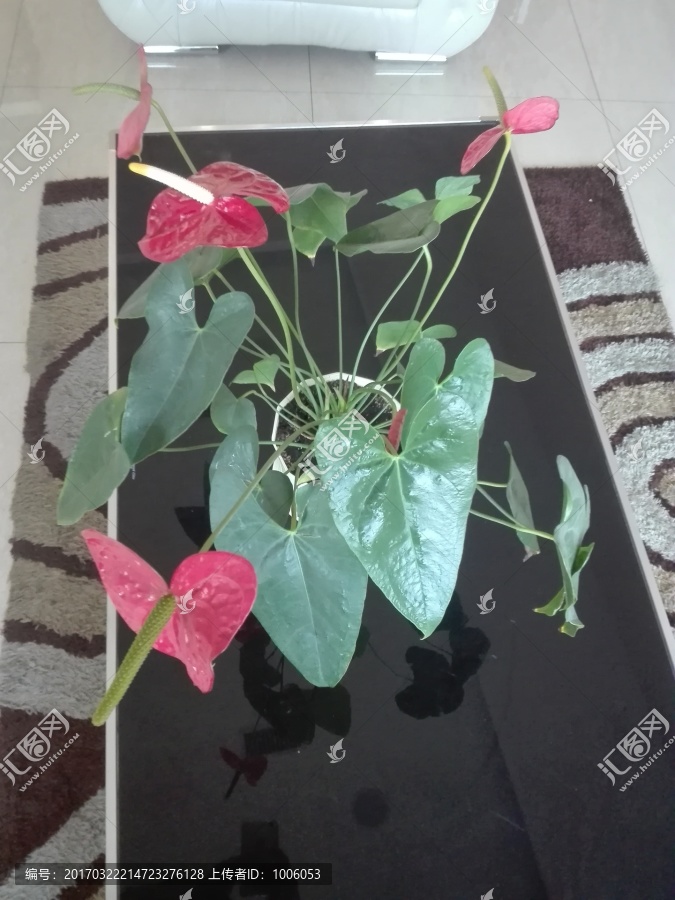 红掌