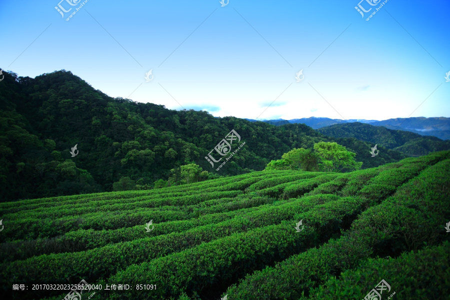 茶园