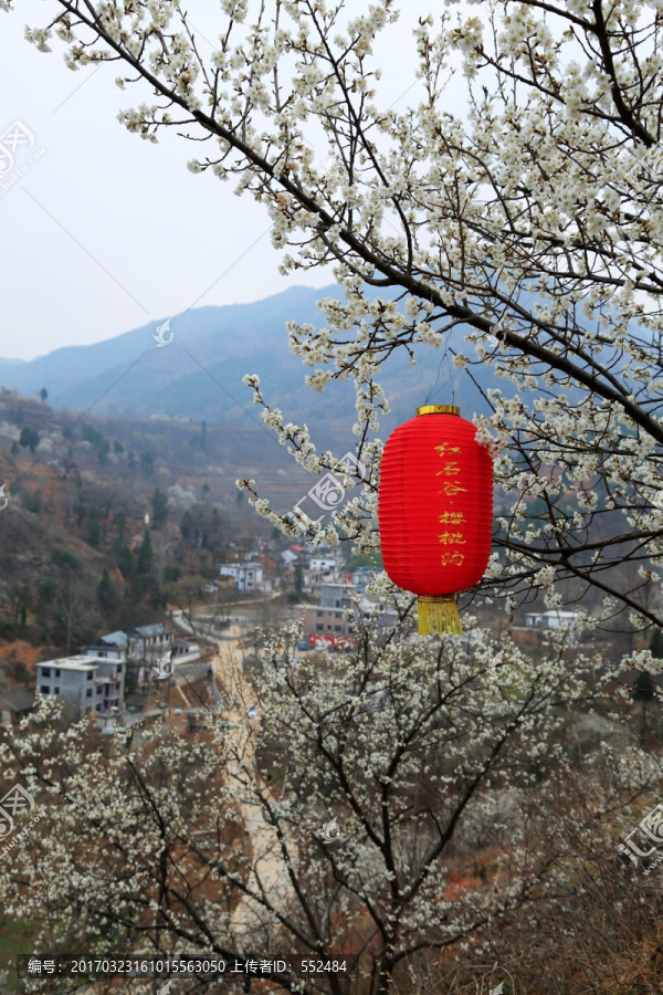 樱桃花