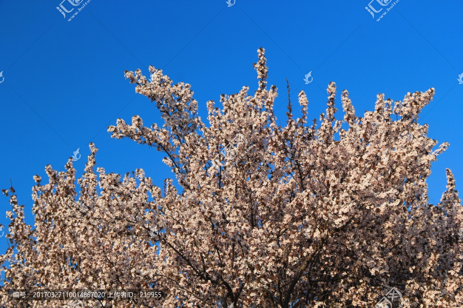 鲜花