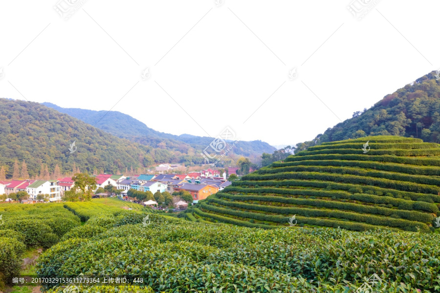 梅家坞龙井茶,十里梅坞,龙井茶
