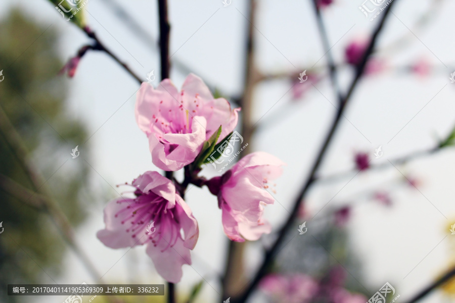 桃花特写