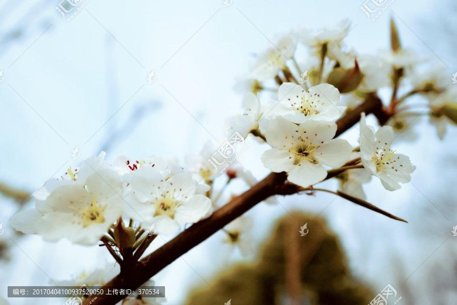 春天,踏青,桃花,花卉,桃园