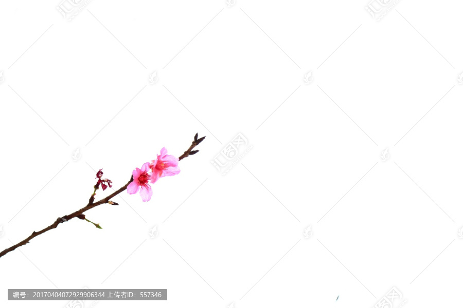 小桃花